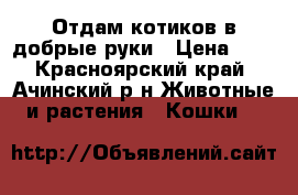 Отдам котиков в добрые руки › Цена ­ 0 - Красноярский край, Ачинский р-н Животные и растения » Кошки   